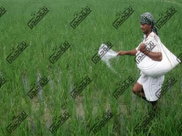 راهنمای استفاده از نانو کود برنج