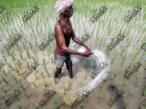 عرضه نانو کود برنج توسط تولید کننده