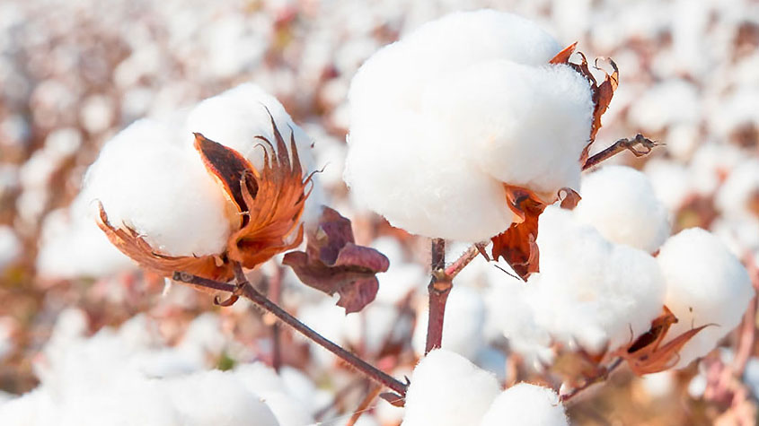 الیاف سلولز